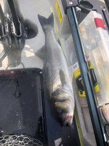 European Bass (Seabass)