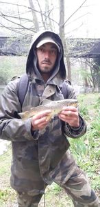 Brown Trout