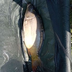 Leather Carp