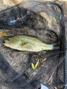 Smallmouth Bass