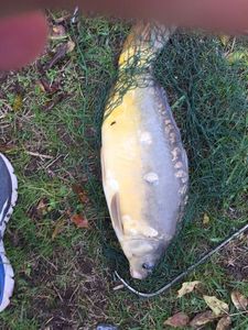 Mirror Carp