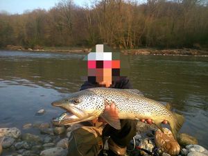 Brown Trout