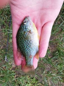 Green Sunfish