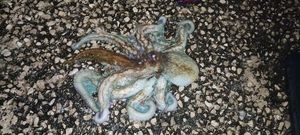 Common Octopus