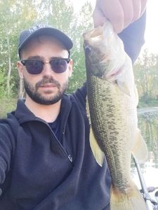 Largemouth Bass