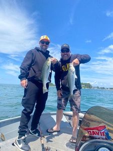 Striped Bass (Landlocked)