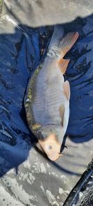 Leather Carp