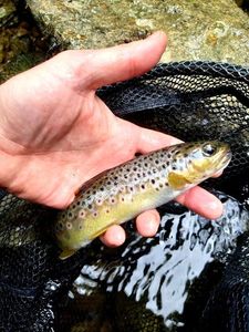 Brown Trout