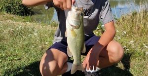 Largemouth Bass