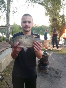 Common Bream