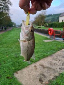 Largemouth Bass
