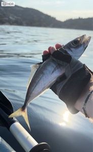 Mediterranean Horse Mackerel