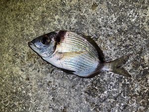 Common Two-Banded Seabream