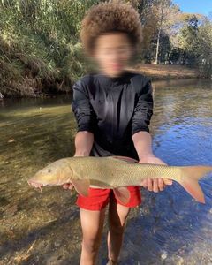 Barbel