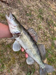 Zander