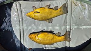 Tench