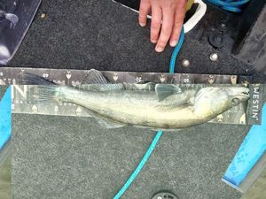 Zander