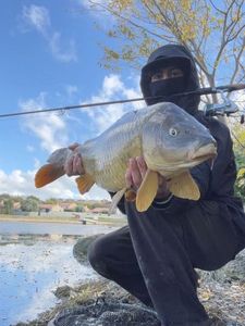 Common Carp