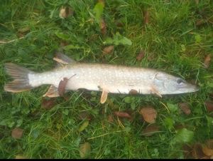Northern Pike