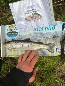 Rainbow Trout