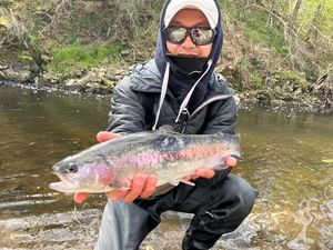 Rainbow Trout