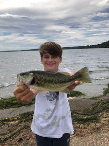 Largemouth Bass