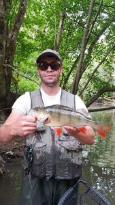 European Perch