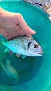 Gilthead Seabream