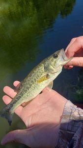 Largemouth Bass