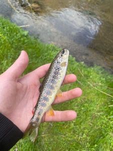 Brown Trout