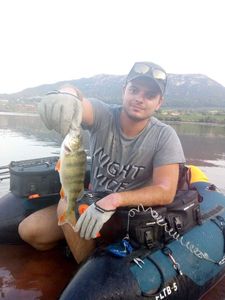 European Perch