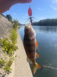 European Perch