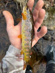 Brown Trout
