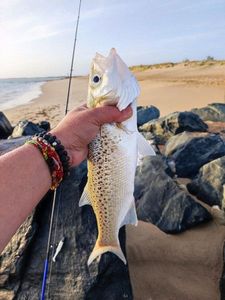 Spotted Seabass