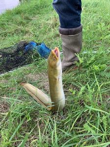 European Eel (Common Eel)