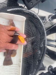 Ballan Wrasse