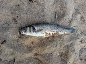 European Bass (Seabass)