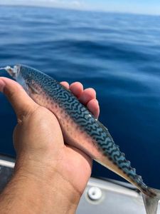 Mackerel