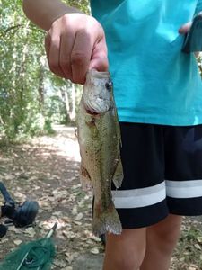 Largemouth Bass