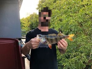 European Perch