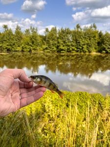 European Perch