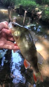 European Perch