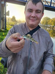 European Perch