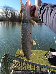 Northern Pike