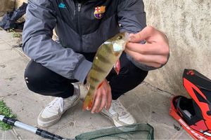 European Perch