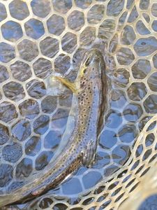Brown Trout