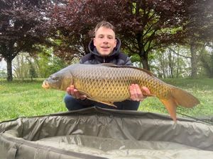 Common Carp
