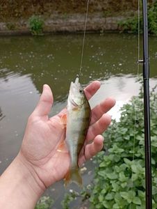 European Perch
