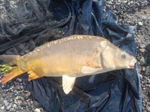 Mirror Carp