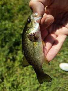 Largemouth Bass